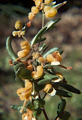 APII jpeg image of Grevillea chrysophaea  © contact APII