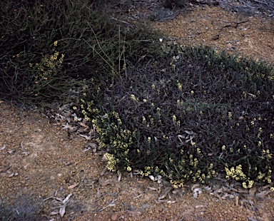 APII jpeg image of Grevillea cirsiifolia  © contact APII