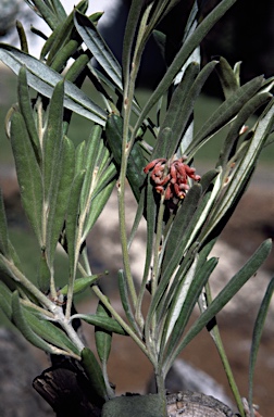 APII jpeg image of Grevillea fistulosa  © contact APII