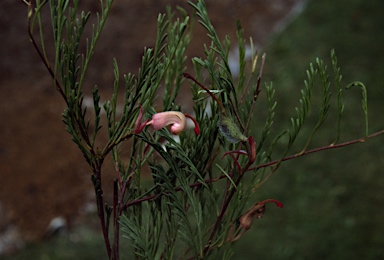 APII jpeg image of Grevillea involucrata  © contact APII