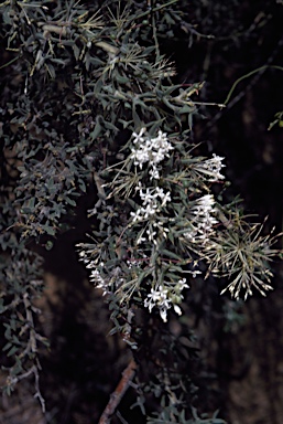 APII jpeg image of Grevillea vestita subsp. isopogoides  © contact APII