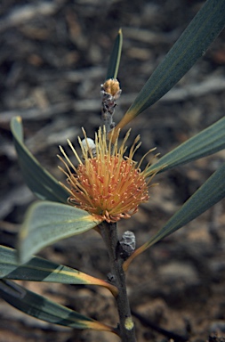 APII jpeg image of Hakea cinerea  © contact APII