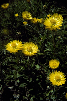 APII jpeg image of Xerochrysum subundulatum  © contact APII