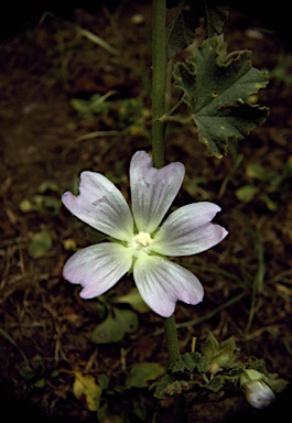 APII jpeg image of Lavatera plebeia  © contact APII