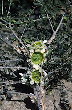 APII jpeg image of Leptospermum spinescens  © contact APII