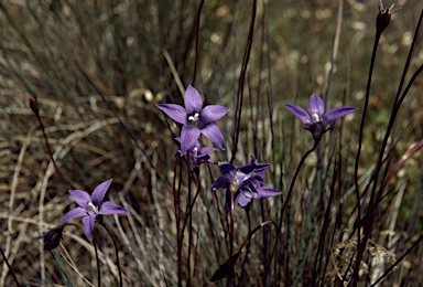 APII jpeg image of Wahlenbergia gloriosa  © contact APII