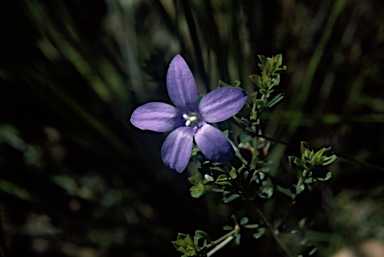 APII jpeg image of Wahlenbergia gymnoclada  © contact APII