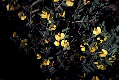 APII jpeg image of Bossiaea kiamensis  © contact APII