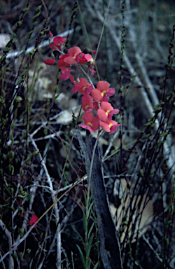 APII jpeg image of Chorizema reticulatum  © contact APII