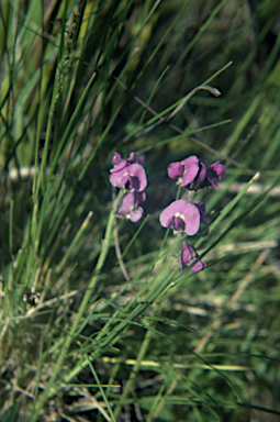 APII jpeg image of Glycine latrobeana  © contact APII