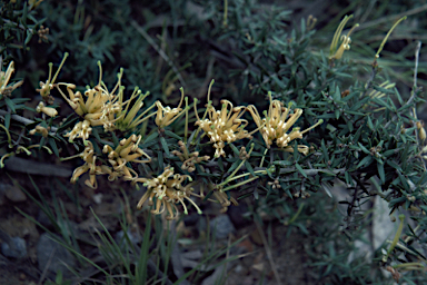 APII jpeg image of Grevillea juniperina  © contact APII