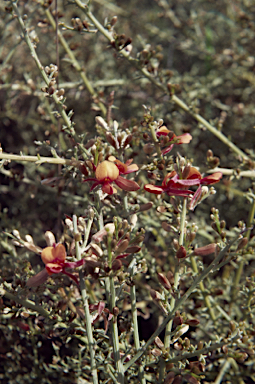 APII jpeg image of Jacksonia hakeoides  © contact APII