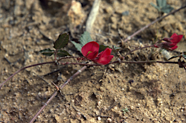 APII jpeg image of Kennedia coccinea  © contact APII