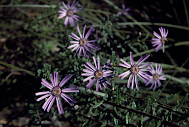 APII jpeg image of Olearia asterotricha  © contact APII