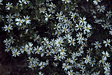 APII jpeg image of Olearia muelleri  © contact APII