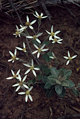 APII jpeg image of Olearia speciosa  © contact APII