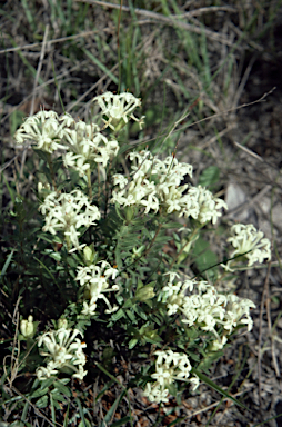 APII jpeg image of Pimelea humilis  © contact APII