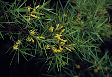 APII jpeg image of Persoonia juniperina  © contact APII