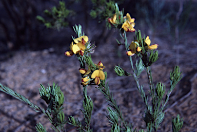 APII jpeg image of Pultenaea boormanii  © contact APII