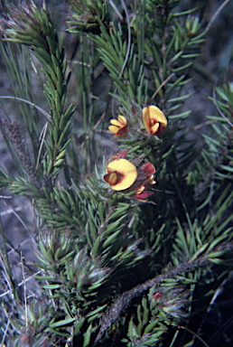 APII jpeg image of Pultenaea canescens  © contact APII