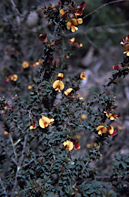 APII jpeg image of Pultenaea costata  © contact APII