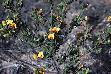 APII jpeg image of Pultenaea daphnoides  © contact APII