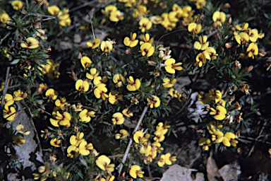 APII jpeg image of Pultenaea pedunculata  © contact APII