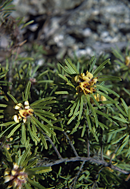 APII jpeg image of Pultenaea petiolaris  © contact APII