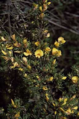 APII jpeg image of Pultenaea prolifera  © contact APII