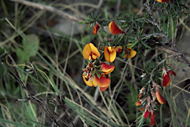 APII jpeg image of Pultenaea prostrata  © contact APII