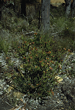 APII jpeg image of Pultenaea skinneri  © contact APII