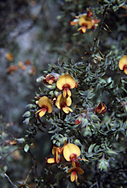 APII jpeg image of Pultenaea subternata  © contact APII