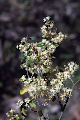 APII jpeg image of Pomaderris elachophylla  © contact APII