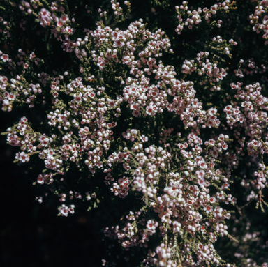 APII jpeg image of Thryptomene  © contact APII
