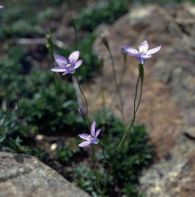 APII jpeg image of Wahlenbergia gloriosa  © contact APII