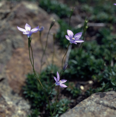 APII jpeg image of Wahlenbergia gloriosa  © contact APII