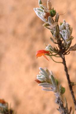 APII jpeg image of Eremophila glabra subsp. murrayana  © contact APII