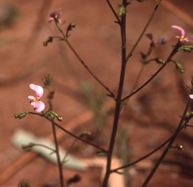 APII jpeg image of Stylidium inaequepetalum  © contact APII