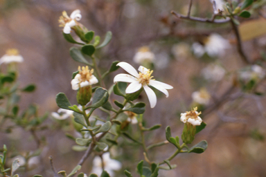 APII jpeg image of Olearia muelleri  © contact APII