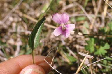 APII jpeg image of Viola betonicifolia  © contact APII