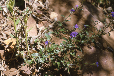 APII jpeg image of Dampiera lanceolata  © contact APII