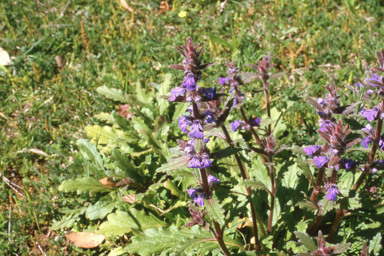 APII jpeg image of Ajuga australis  © contact APII