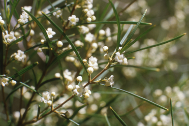 APII jpeg image of Logania albiflora  © contact APII