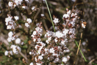 APII jpeg image of Leucopogon neo-anglicus  © contact APII