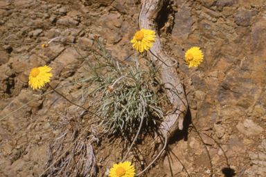 APII jpeg image of Leucochrysum albicans var. albicans  © contact APII