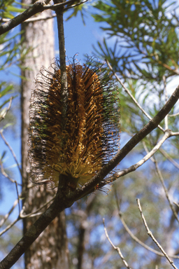 APII jpeg image of Banksia spinulosa  © contact APII