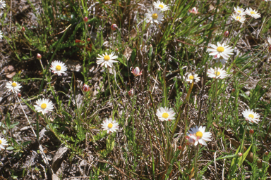 APII jpeg image of Leucochrysum albicans  © contact APII