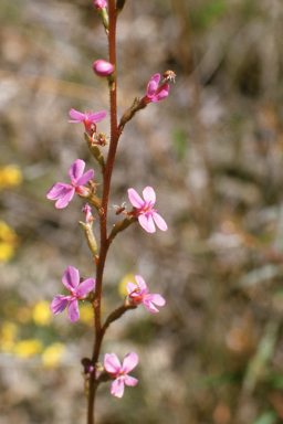 APII jpeg image of Stylidium gramifolium  © contact APII