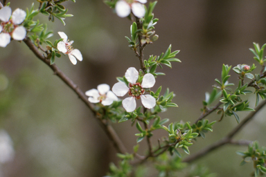 APII jpeg image of Leptospermum divaricatum  © contact APII