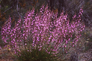 APII jpeg image of Stylidium confluens  © contact APII